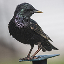 European Starling
