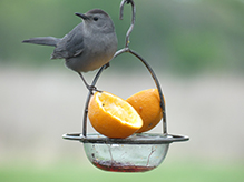 Gray Catbird