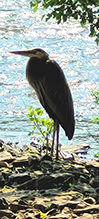 Great Blue Heron