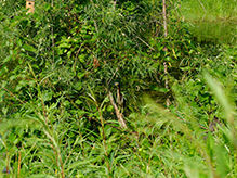Green Heron