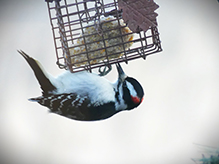 Hairy Woodpecker