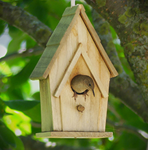 House Wren