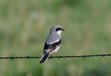 Loggerhead Shrike