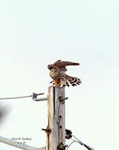 Merlin