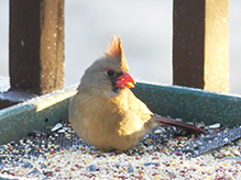 Northern Cardinal