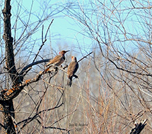 Northern Flicker
