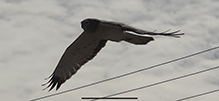 Northern Harrier