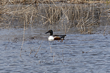 Northern Shoveler