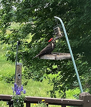 Pileated Woodpecker