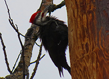 Pileated Woodpecker