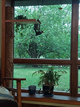 Pileated Woodpecker