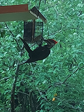 Pileated Woodpecker