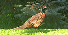 Ring-necked Pheasant