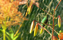 Ruby-throated Hummingbird