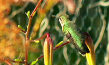 Ruby-throated Hummingbird