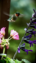 Ruby-throated Hummingbird