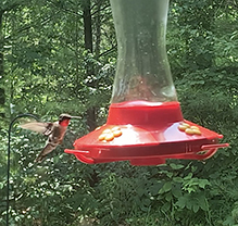 Ruby-throated Hummingbird