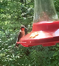 Ruby-throated Hummingbird
