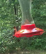 Ruby-throated Hummingbird