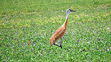 Sandhill Crane