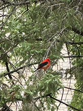 Scarlet Tanager