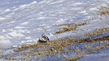 Snow Bunting