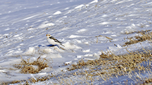 Snow Bunting