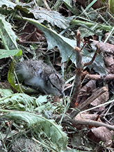 Spotted Sandpiper