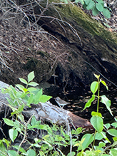 Spotted Sandpiper