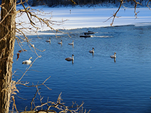 Trumpeter Swan
