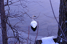 Trumpeter Swan