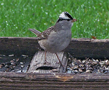 White-crowned Sparrow