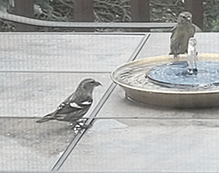 White-winged Crossbill