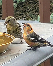 White-winged Crossbill
