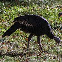 Wild Turkey