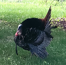 Wild Turkey