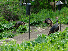 Wild Turkey