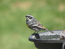 Yellow-rumped Warbler