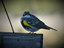 Yellow-rumped Warbler