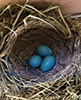 American Robin