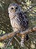 Barred Owl
