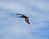 Brown Pelican
