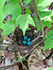 brown thrush or nightingale-thrush (Catharus sp.)