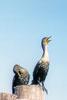Dougle-crested Cormorant
