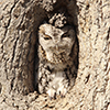 Eastern Screech-owl