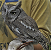 Eastern Screech-owl