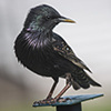 European Starling