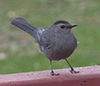 Gray Catbird <em>(Dumetella carolinensis)</em>