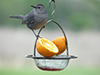Gray Catbird