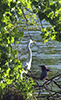 Great Egret and Green Heron